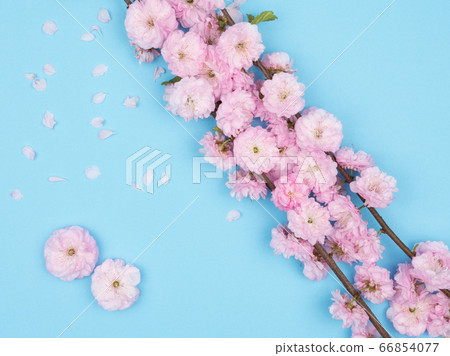 A branch of a flowering almonds trilobate on a blue background. A branch of a flowering almonds trilobate on a blue background. 66854077