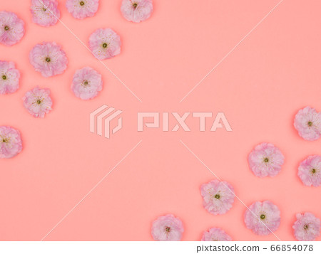Flowers Louisiane lobed. Almonds on a pink background. Flowers Louisiane lobed. Almonds on a pink background. 66854078