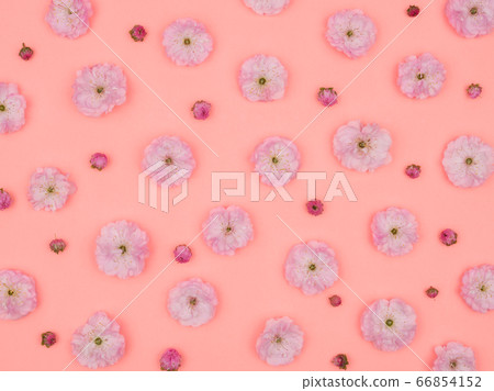 Spring pink flowers on a pink background. The almond blossoms. 66854152