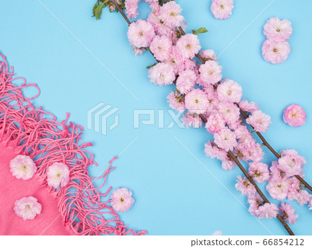 A branch of a flowering almond women's tippet on a blue background. 66854212