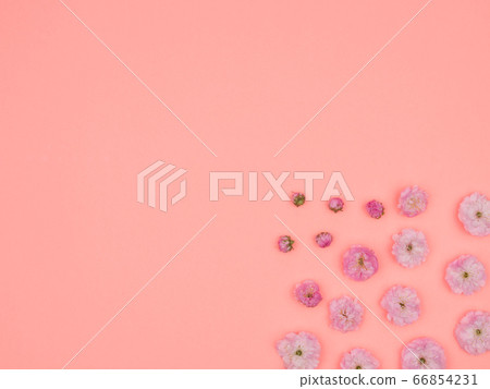 The flowers of almonds trilobate. Spring flowers on a pink background. 66854231