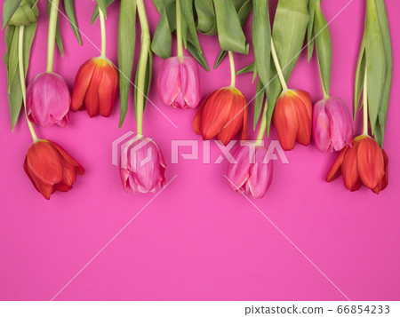 Spring flowers tulips on pink background. The view from the top. 66854233