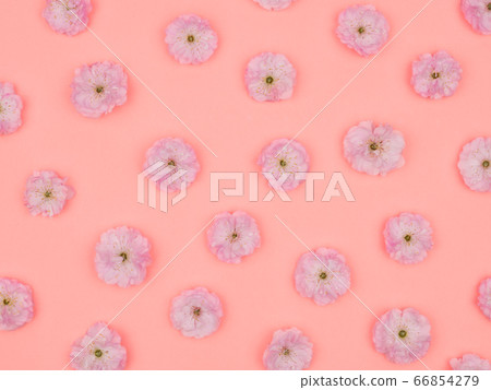 The Sakura flowers. Almonds trilobate on a pink background. 66854279
