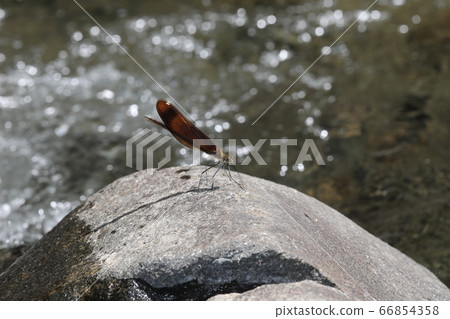 Miyama Kawatombo Miyama Kawatombo 66854358