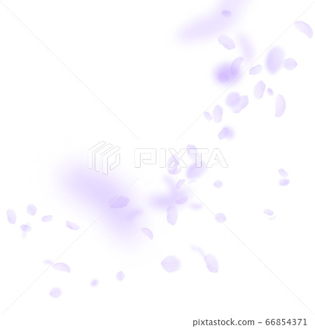 Violet flower petals falling down. Great romantic Violet flower petals falling down. Great romantic 66854371