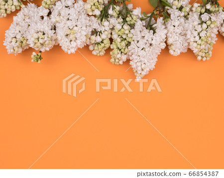 White lilac on orange background. Spring flowers. White lilac on orange background. Spring flowers. 66854387