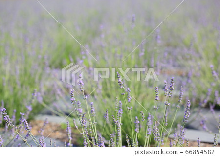 薰衣草花 66854582