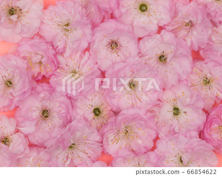 Pink spring flowers closeup. Almonds trilobate. Pink spring flowers closeup. Almonds trilobate. 66854622