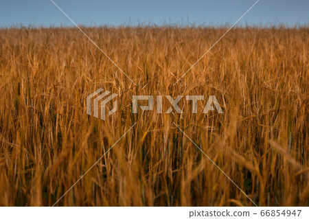 Field of yellow autumn wheat on sunset and blue evening sky above Field of yellow autumn wheat on sunset and blue evening sky above 66854947
