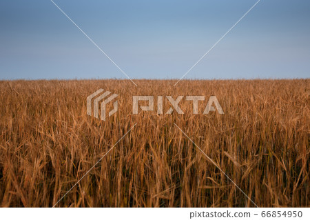 Field of yellow autumn wheat on sunset and blue evening sky above Field of yellow autumn wheat on sunset and blue evening sky above 66854950