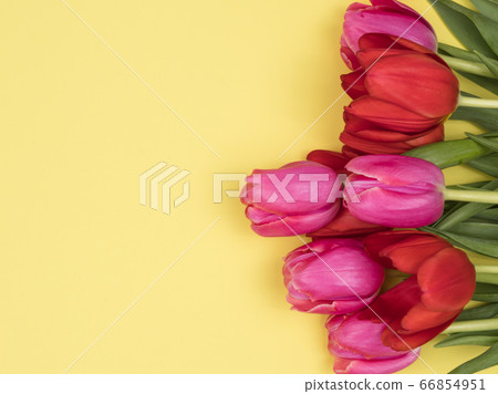 Group of colorful tulips on a yellow background. The view from the top. Group of colorful tulips on a yellow background. The view from the top. 66854951