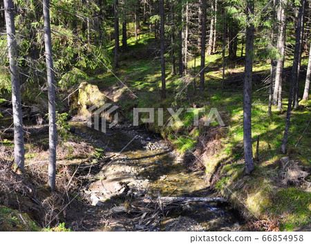 A plot of coniferous forest with pine trees, grass, humps, dry branches and a brook. 66854958