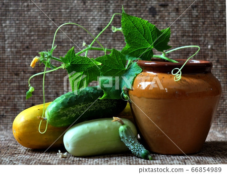 Different varieties of cucumbers near the ceramic vessel. Different varieties of cucumbers near the ceramic vessel. 66854989