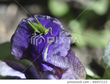 A green long-grassed grasshopper sits on a purple iris flower 66855123