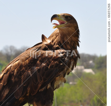 A predatory brown bird. Sits with an open beak and protruding tongue 66855266