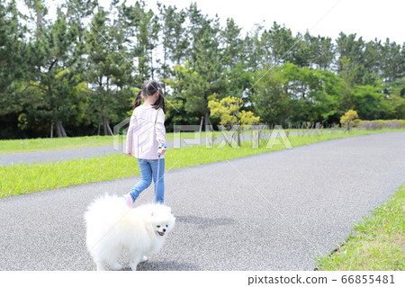 Girl in the park walks with her dog Pomeranian 66855481