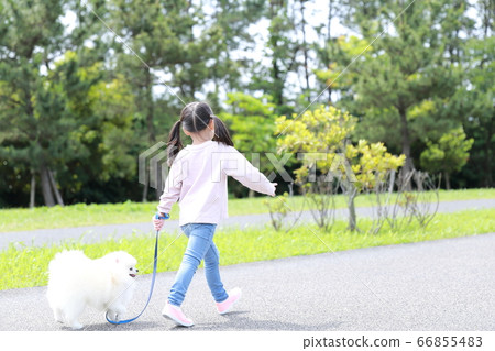 Girl in the park walks with her dog Pomeranian 66855483