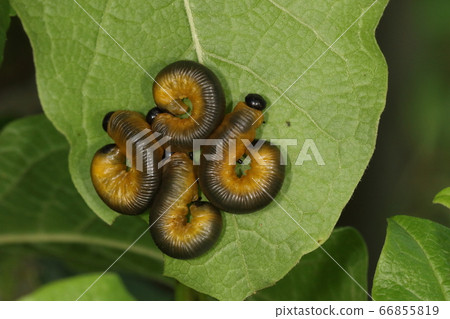 Creatures Insects such as wasps and larvae. It is curled up behind the leaves. Always seems to be in a group 66855819