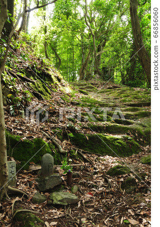 Kumano Kodo Fujishirasaka [Kainan City, Wakayama Prefecture] 66856060