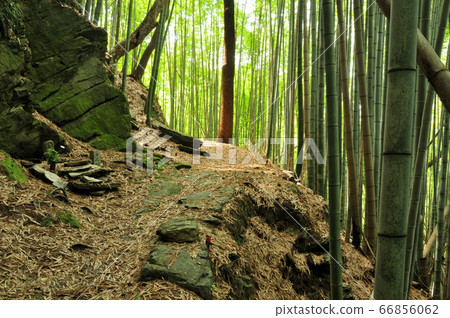 熊野古道藤白坂【和歌山縣海南市】 熊野古道藤白坂【和歌山縣海南市】 66856062