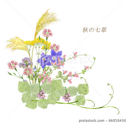 秋七草藥水彩 66858430