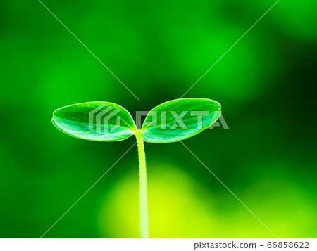 植物幼苗 66858622