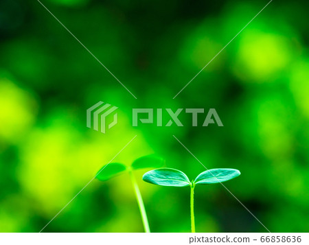 植物幼苗 66858636