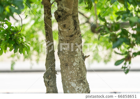 Bayberry: mountain peach (Yamumaceae, bayberry) bark, bark, bark, outer bark, bark, grain Bayberry: mountain peach (Yamumaceae, bayberry) bark, bark, bark, outer bark, bark, grain 66858651