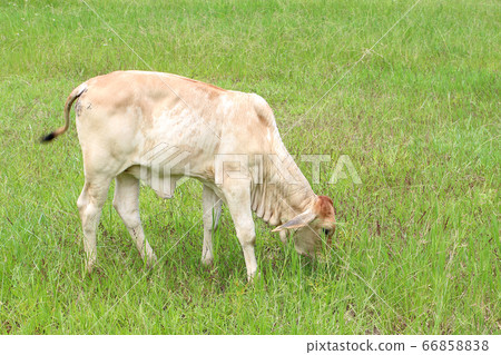 The calf is on a green lawn. The calf is on a green lawn. 66858838