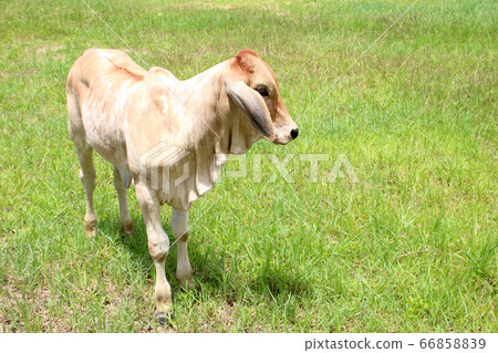 The calf is on a green lawn. 66858839