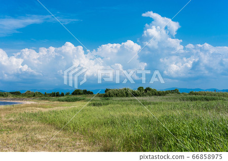 A refreshing early summer, green grass field, blue sky, and clouds 66858975