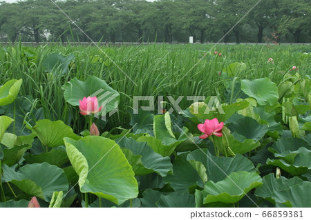 泉沼的蓮花 66859381