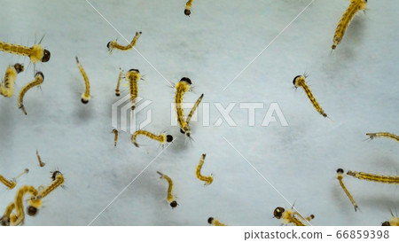 蚊子幼蟲在水中游動/蚊子幼蟲生態圖片,放大照片 蚊子幼蟲在水中游動/蚊子幼蟲生態圖片,放大照片 66859398