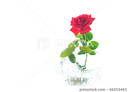 One red rose on the window One red rose on the window 66859465