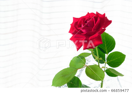 One red rose on the window One red rose on the window 66859477