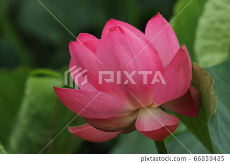 泉沼的蓮花 66859485