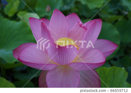 Lotus lotus flower lotus early summer 66859712