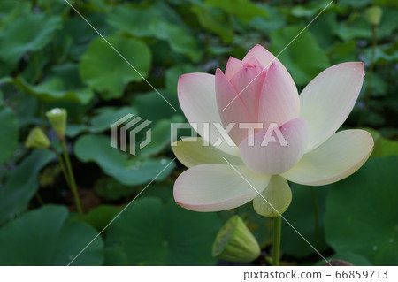 Lotus lotus flower lotus early summer 66859713