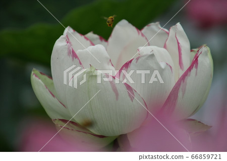 Lotus flower in Moroyama town Lotus flower in Moroyama town 66859721