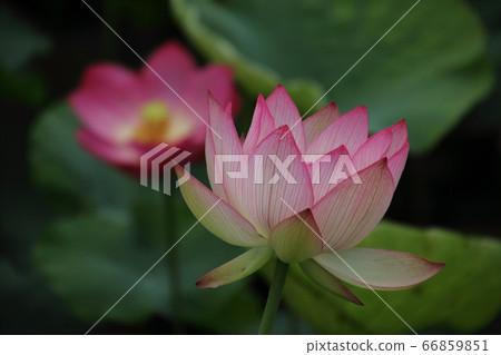 守山町的蓮花 66859851