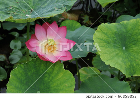 守山町的蓮花 66859852