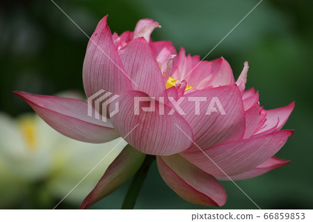 守山町的蓮花 66859853