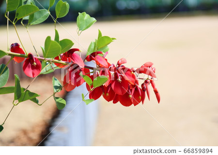 American Flower of Deigo 66859894