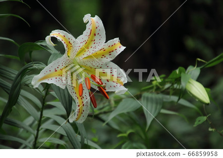 開花在satoyama的山百合 66859958