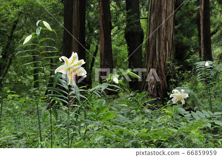 開花在satoyama的山百合 66859959