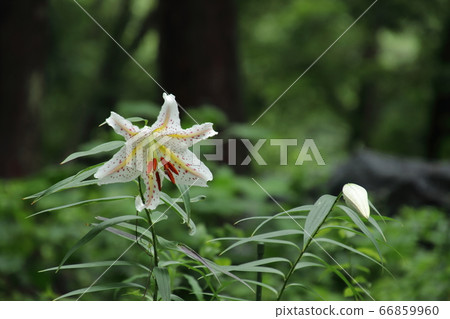 開花在satoyama的山百合 66859960