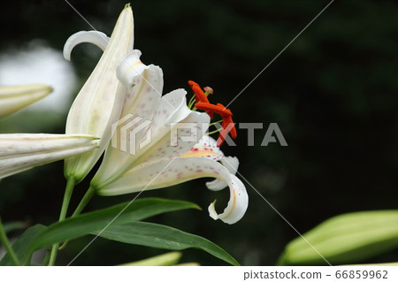 Mountain lily blooming in satoyama Mountain lily blooming in satoyama 66859962