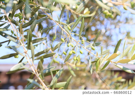 橄欖果 橄欖果 66860012