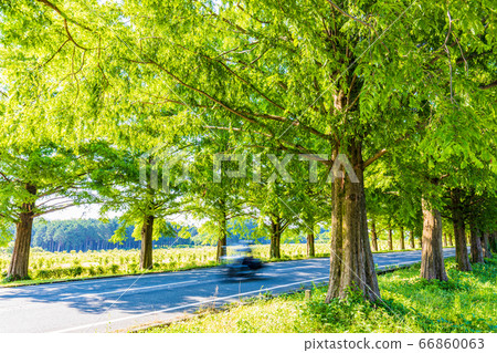 (Shiga Prefecture) Makino Plateau metasequoia trees 66860063