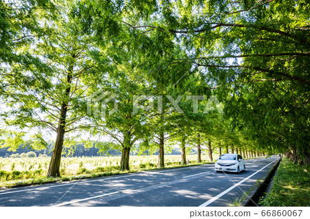 (滋賀縣)牧野高原水杉樹 (滋賀縣)牧野高原水杉樹 66860067